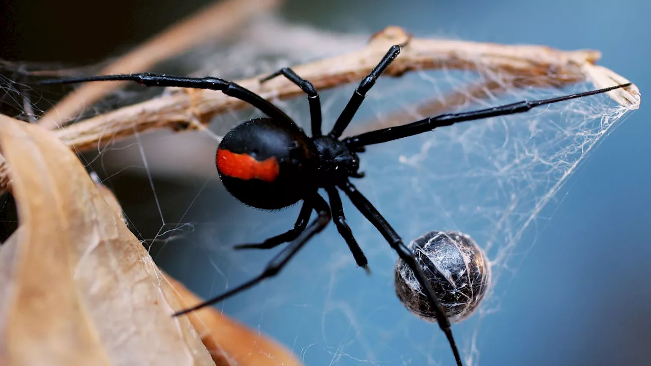 Venom that ‘breaks down your heart’ and toxin that shuts your muscles off – deadliest animal ‘concoctions’...