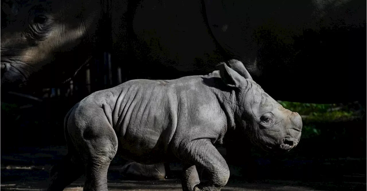 White Rhino Born in a Chilean Zoo Gives Boost to the Near-Endangered Species