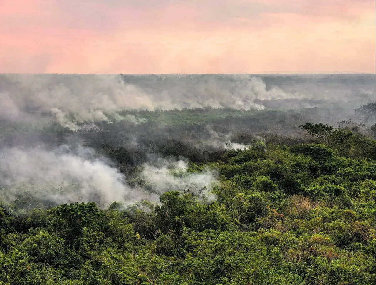 Ação humana causou 100% do fogo em maio e junho no Pantanal