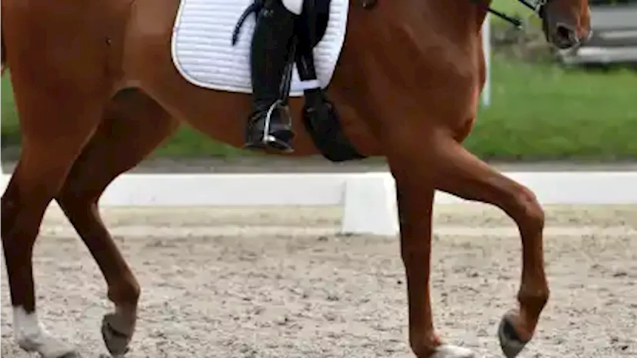 Reiten: Jill Blendermann räumt beim Kuhstedter Turnier ab