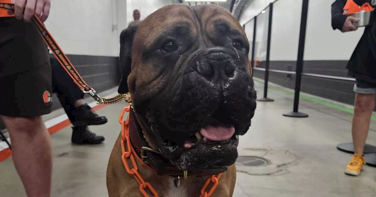 Beloved Browns bullmastiff mascot 'SJ' dies at age 5