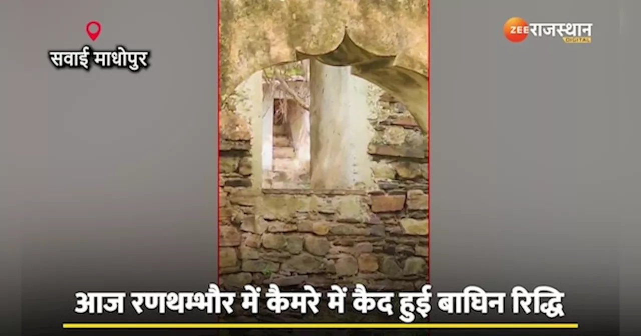 Animal video: शावकों के साथ टहलती दिखी बाघिन रिद्धी, कैमरे में कैद हुआ रणथम्भौर का अद्भुत नजारा