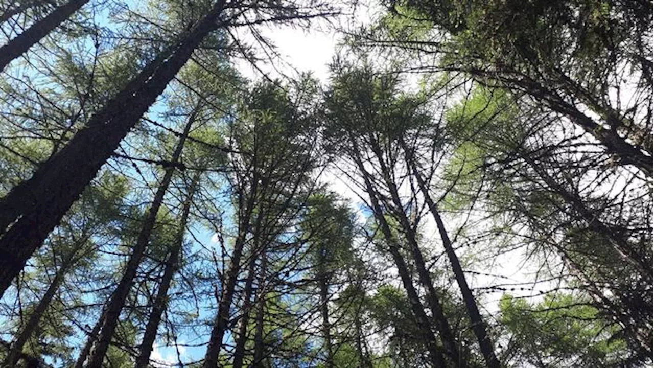 Assegnati i premi Demetra, per opere su tematiche ambientali