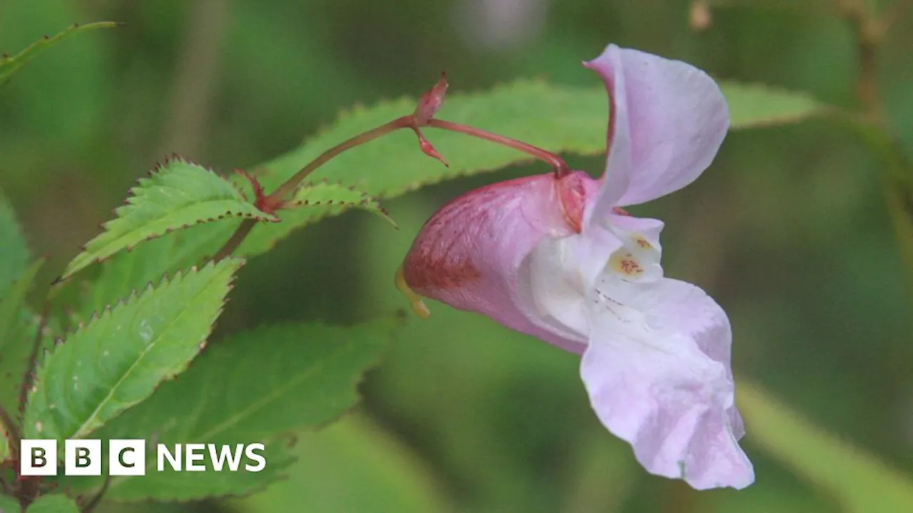 Warning over 'uncontrollable' Himalayan balsam found in Guernsey