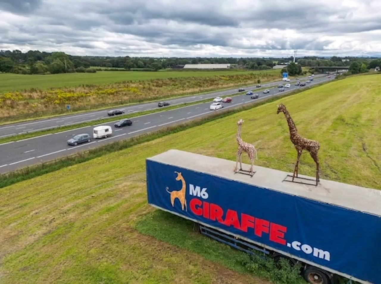 Giraffe returns to overlook the M6 at Preston once again