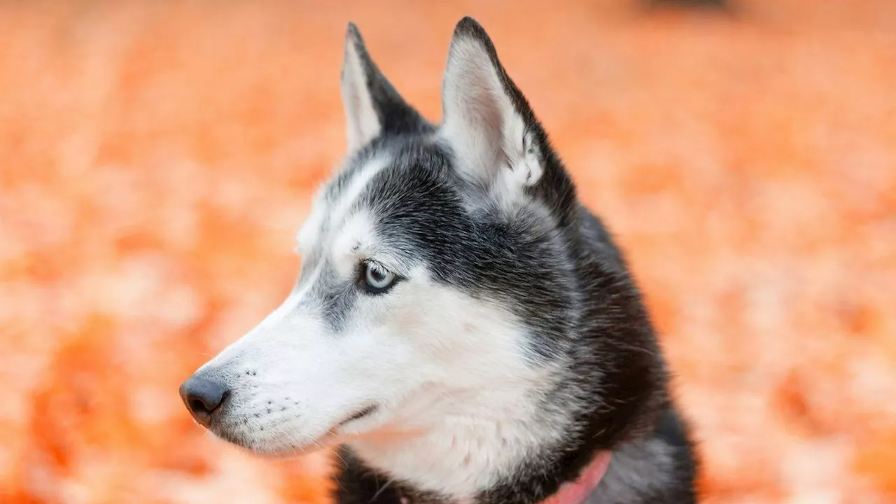 Luna, un husky siberiano salva una famiglia dal monossido di carbonio