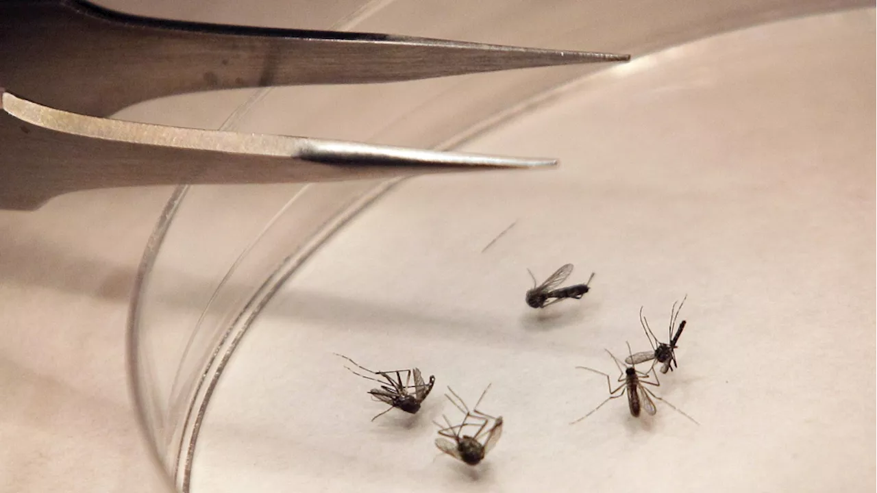 Ottawa Public Health reports first human case of West Nile virus in city this year