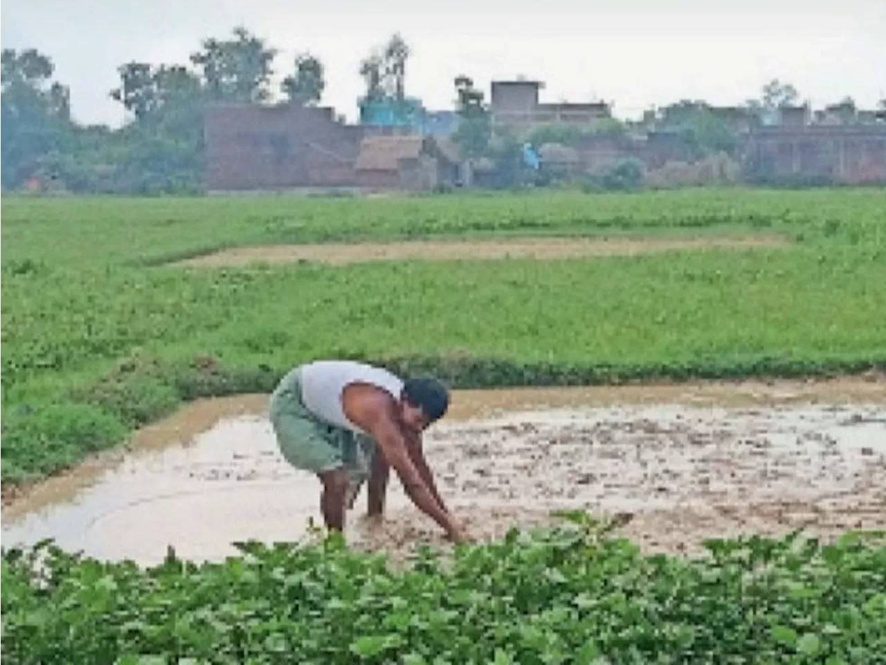 रीवा जिले में औसत से 60% कम बारिश: कम बारिश से किसानों की चिंताएं बढ़ी ; कृषि विभाग ने भी जताई चिंता