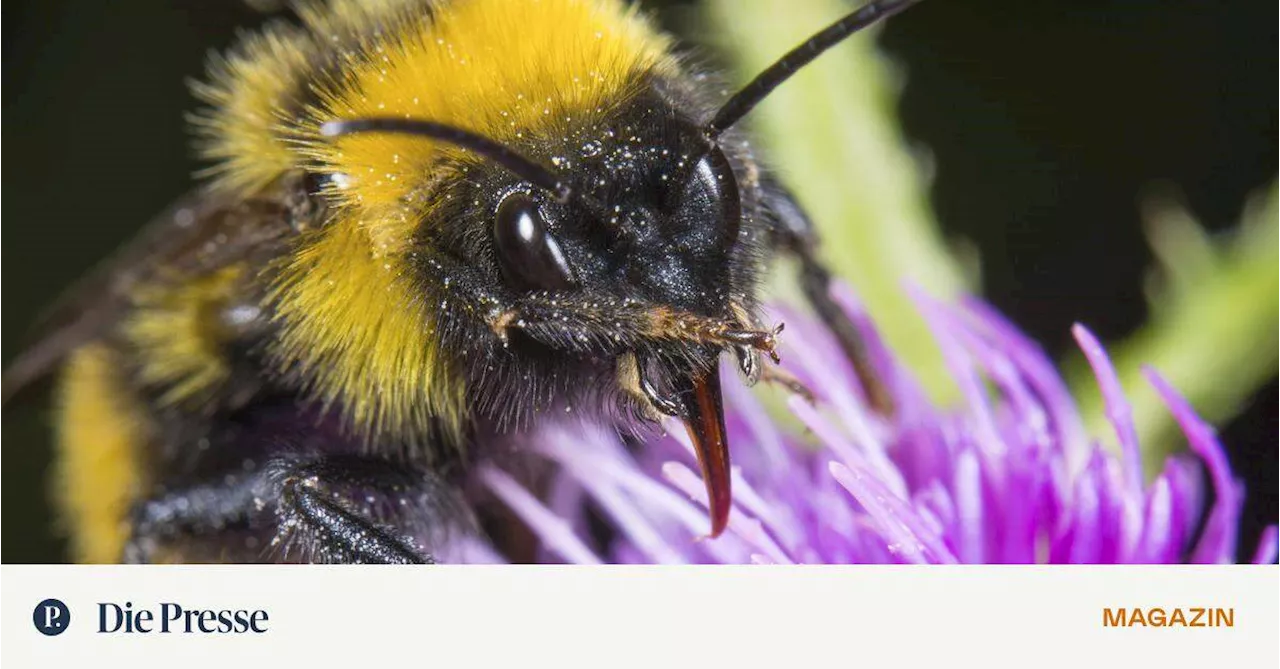 Natürlich sticht die Hummel! Aber sie kann auch beißen