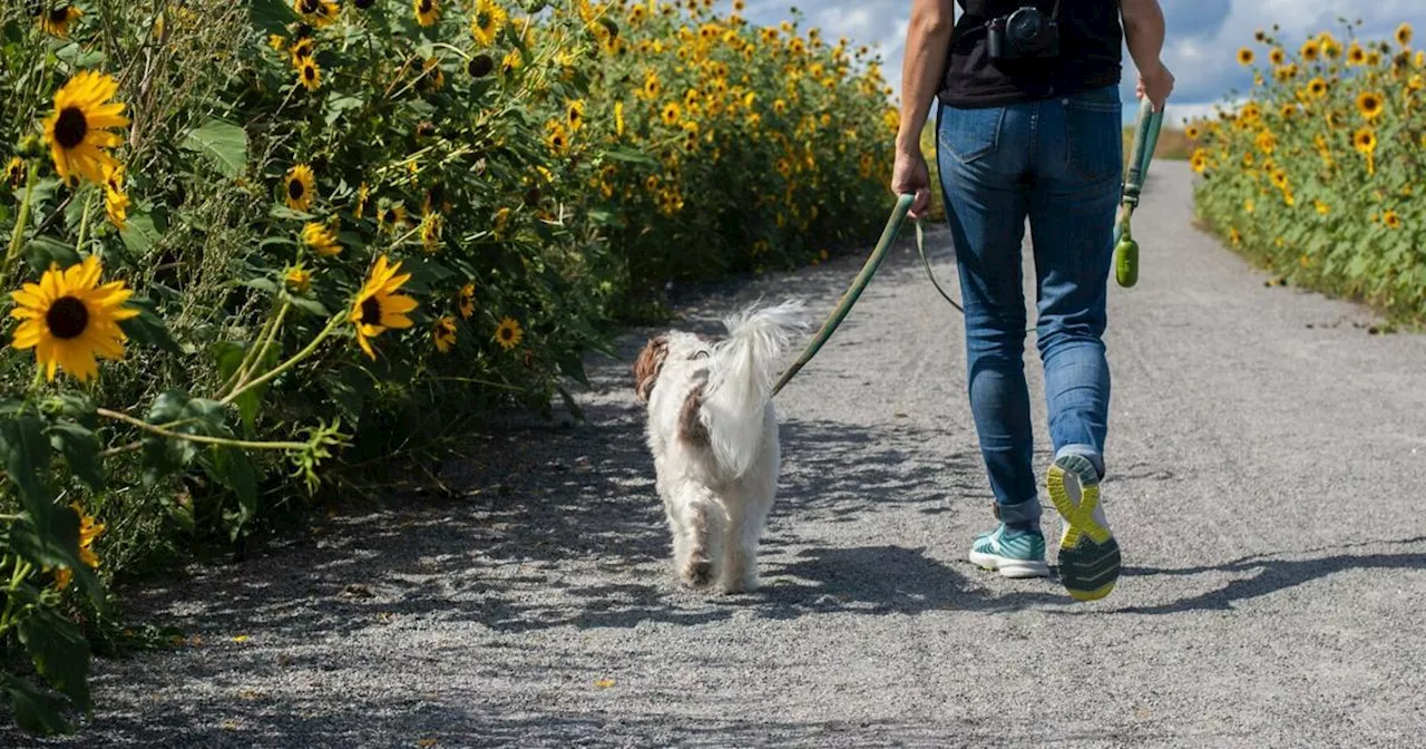 These no-pull collars and harnesses will make dog walks easier