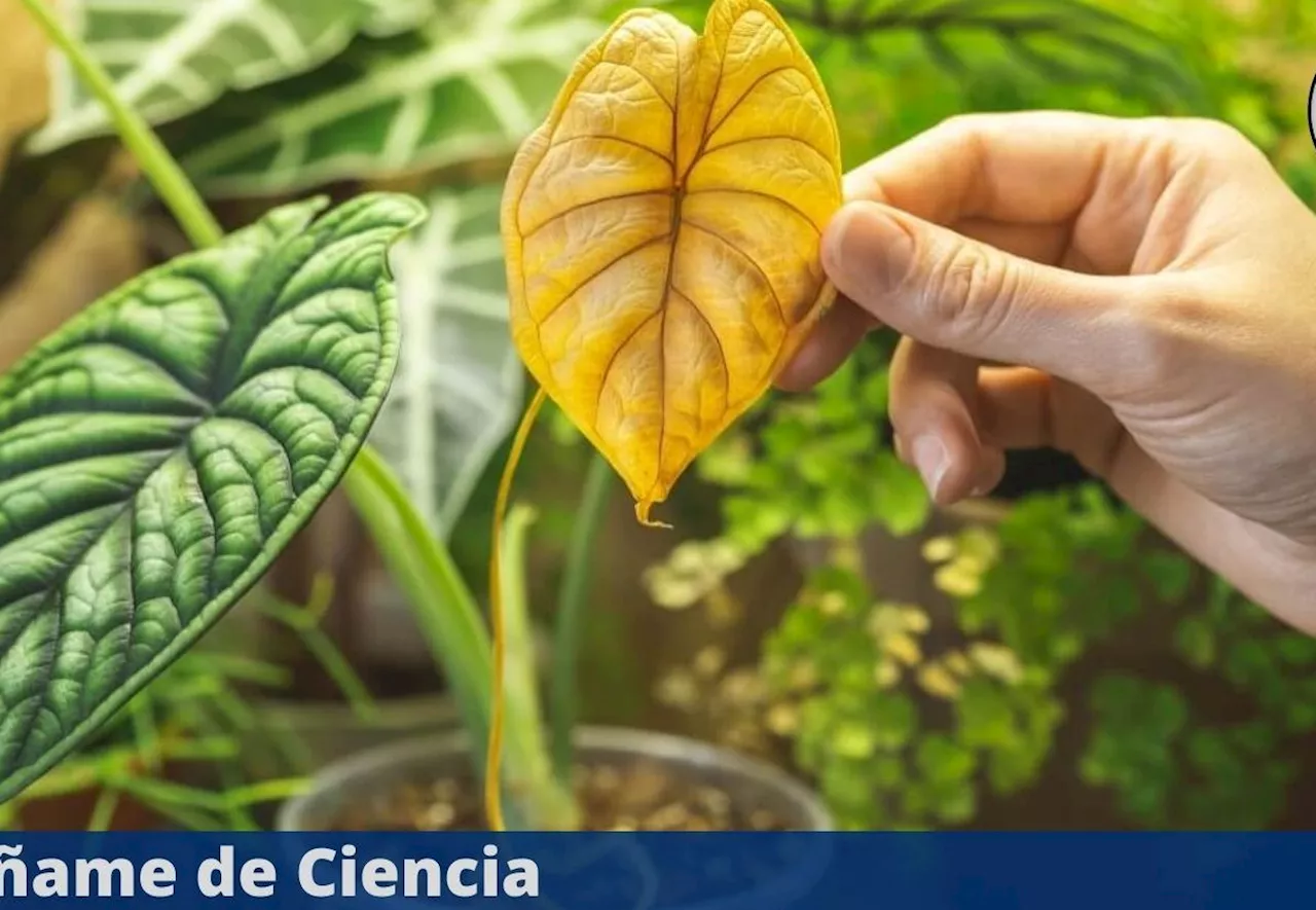 ¿Qué significa cuando las hojas de las plantas se ponen amarillas y qué hacer?