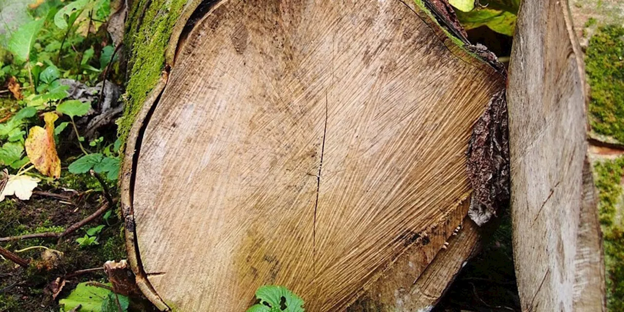 Natur: Regenwälder: Wie viel Abholzung ist zu viel?