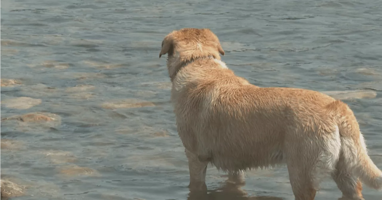 Some dogs suffering from heat exhaustion as Alberta heat wave continues