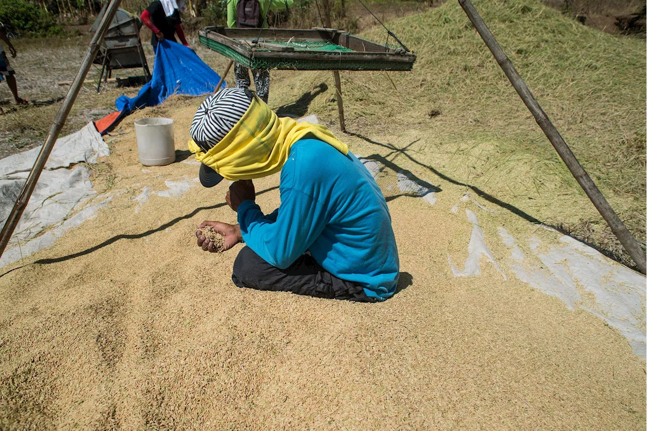 NFA: P30/kilo buying price of palay to stay