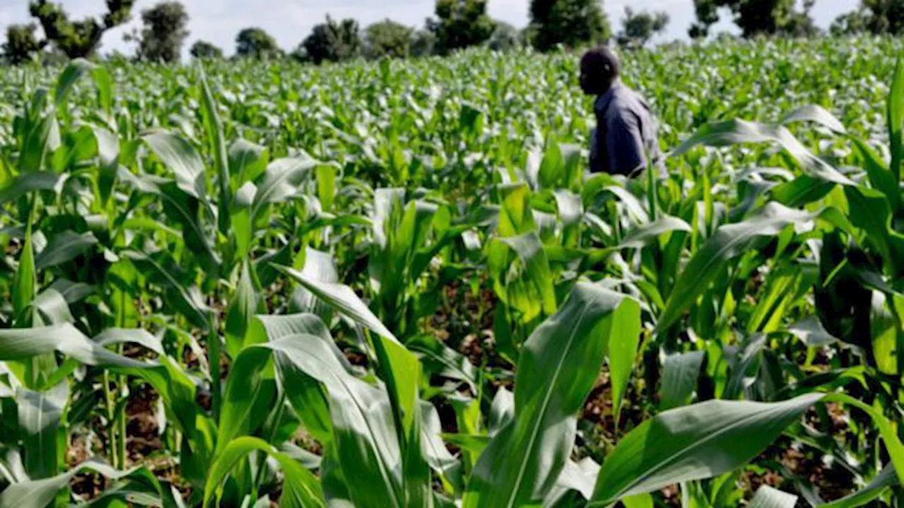 Ogun State set to register additional 100,000 farmers under OGFIMS