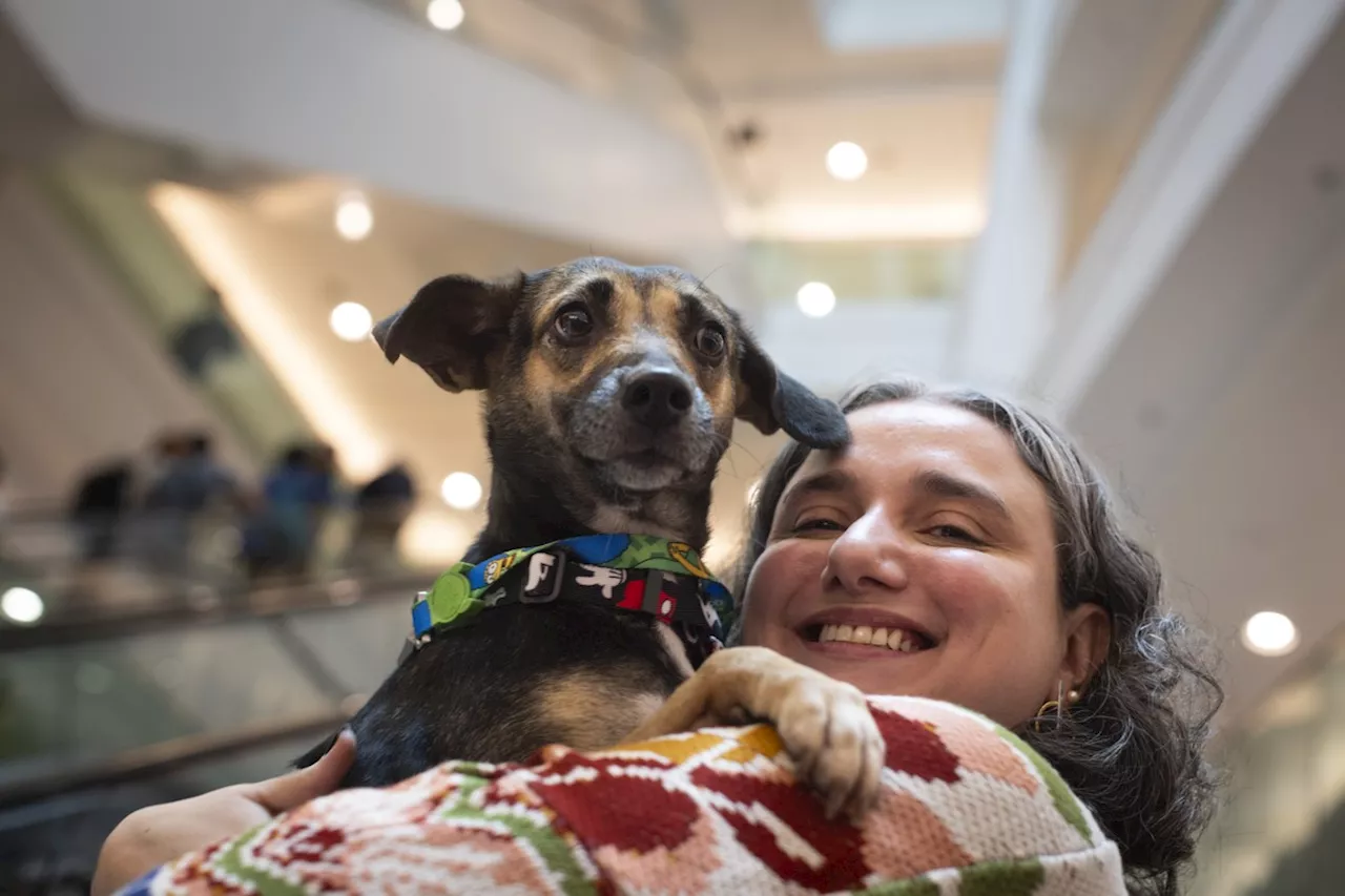 Sucesso da feira 'Adote um Pet Gauchinho'; todos os 40 cães disponíveis em primeiro evento são adotados