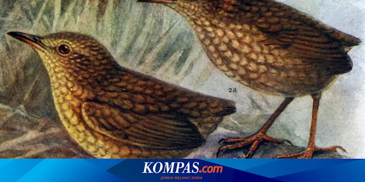 Spesies Burung di Pulau Terpencil Punah dalam Satu Tahun gara-gara Kucing Si Penjaga Mercusuar