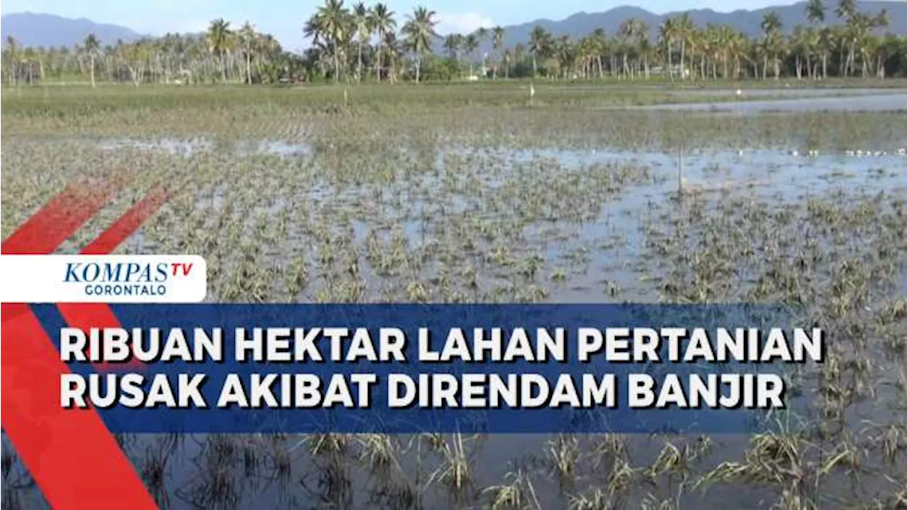 Ribuan Hektar Lahan Pertanian di Kabupaten Gorontalo Terdampak Banjir dan Luapan Danau Limboto