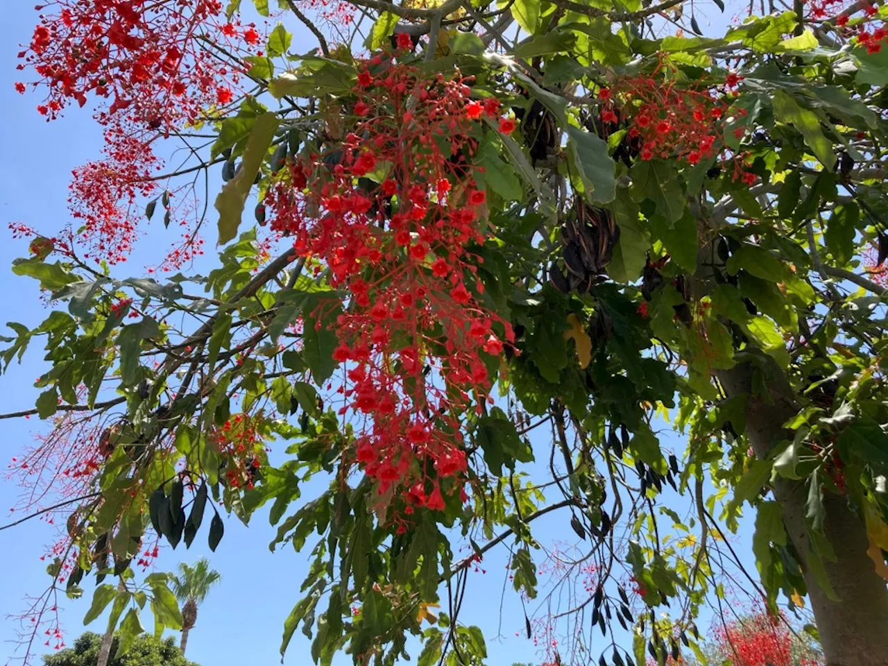 Why these water-holding trees are good choices for dry-climate gardens