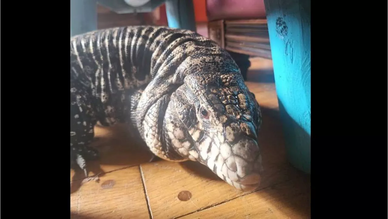 Granite Falls alligator turns out to be escaped pet tegu named ‘Tazz’