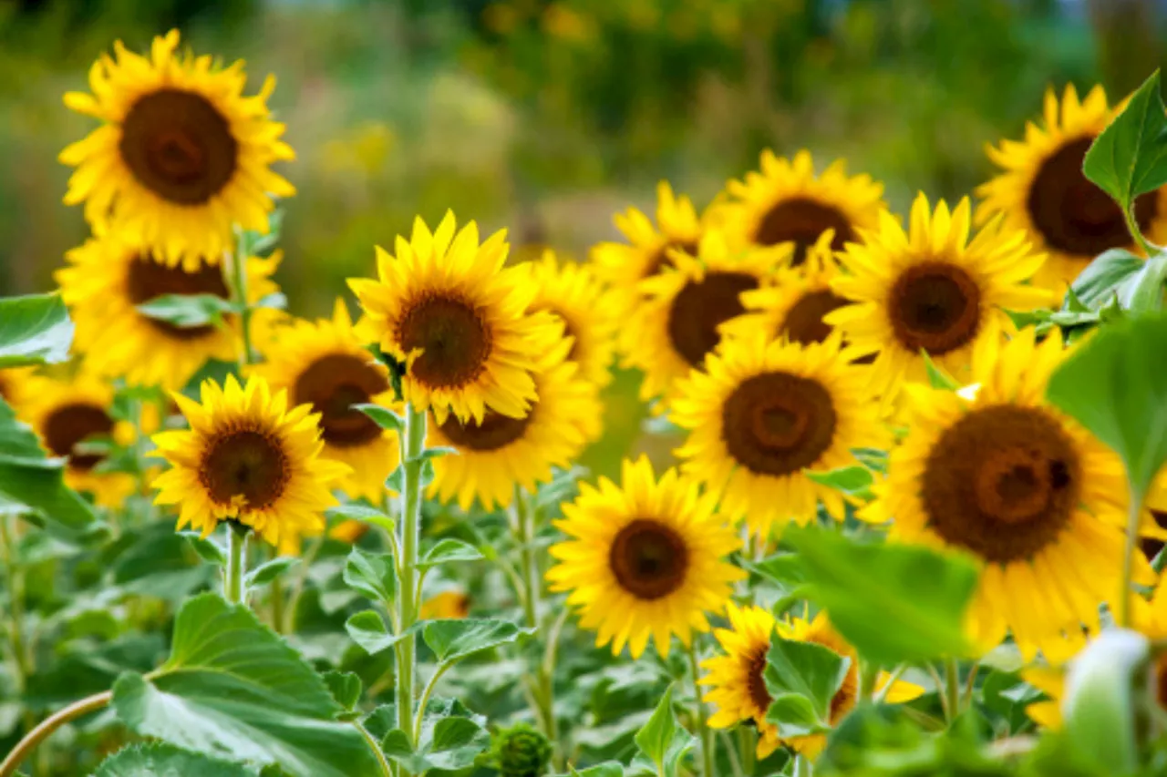 Planting sunflowers: 5 golden rules for a garden full of joy and optimism