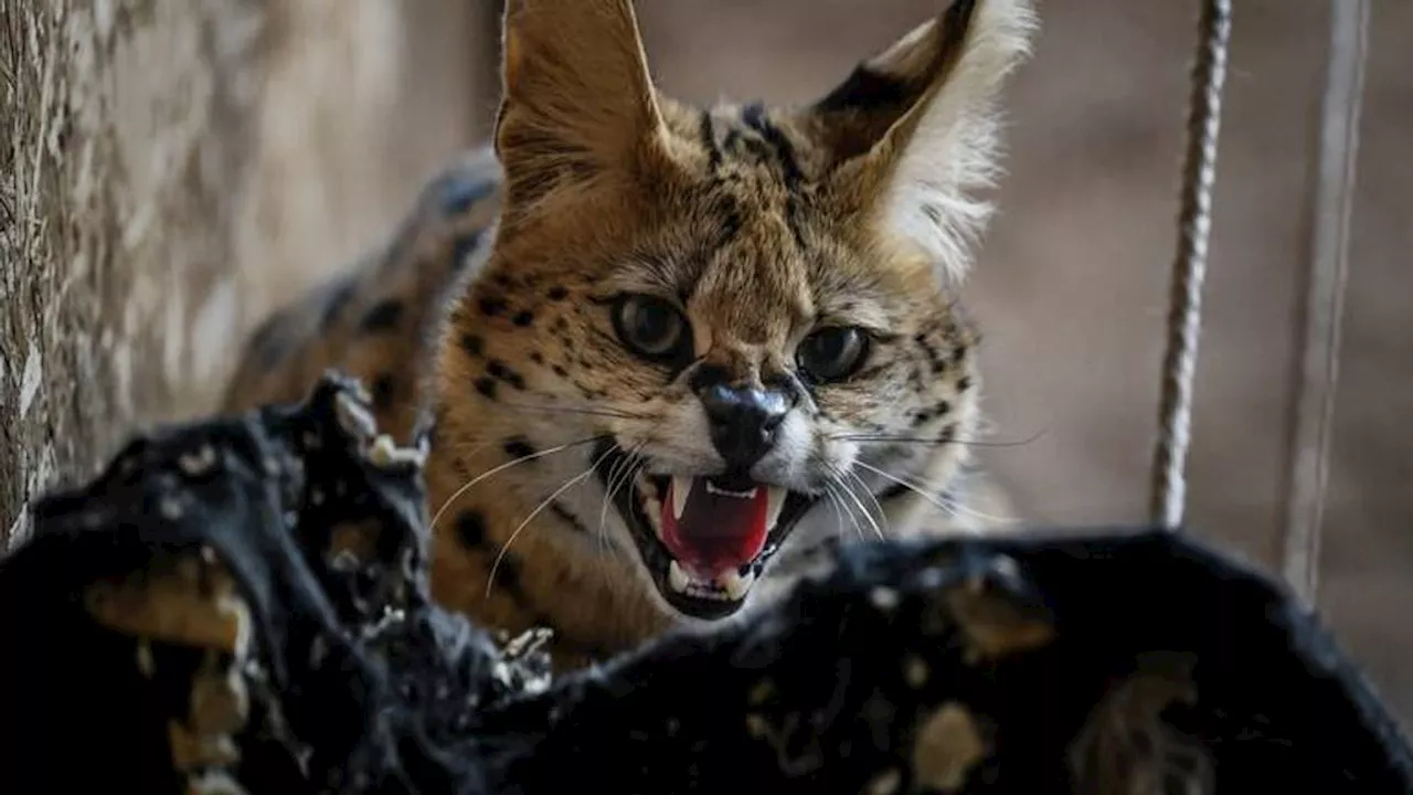 Ontsnapte serval in Lexmond gevangen, Helmondse soortgenoot nog spoorloos