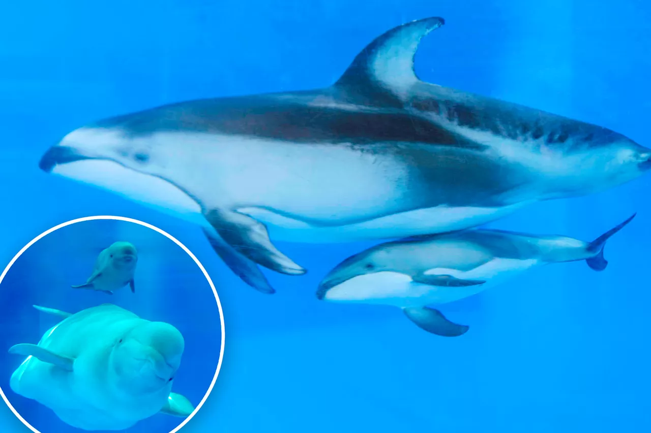 Adorable newborn whale, dolphin add to baby boom at SeaWorld San Antonio