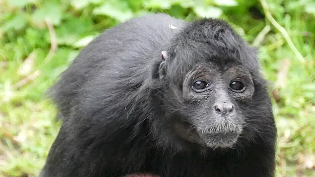 Au zoo des Sables-d’Olonne, la reproduction des animaux est encadrée pour protéger la biodiversité