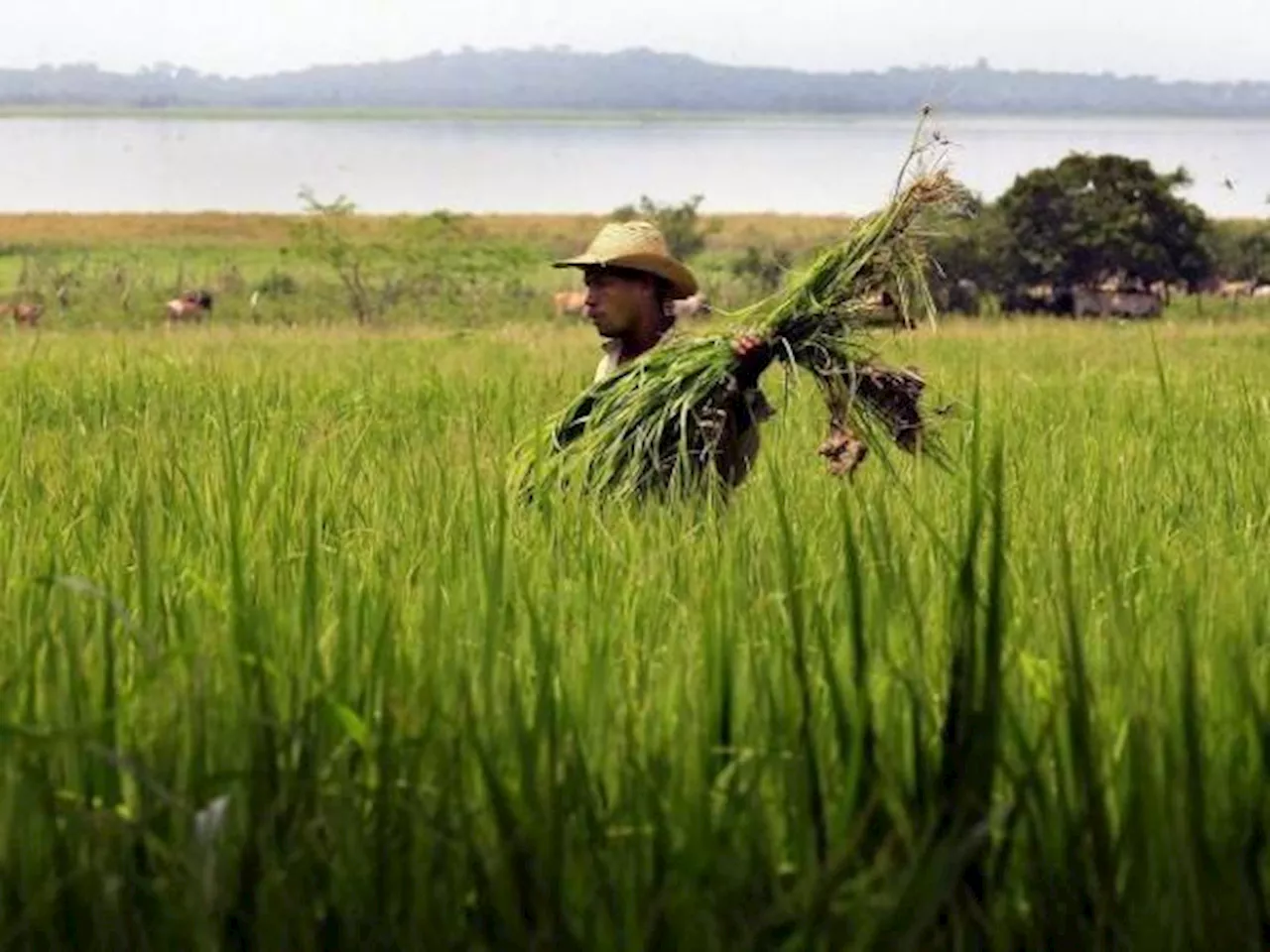 Corte tumba artículo clave de la reforma agraria: ¿qué dijo Minagricultura al respecto?