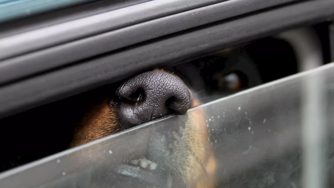 Outlet-Center Zweibrücken: Besitzer gehen shoppen, Hund stirbt in Hitze-Auto