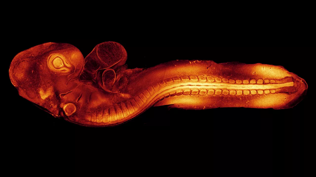 See How Scientists Use Glowing Embryos to Explore the Beginnings of Life