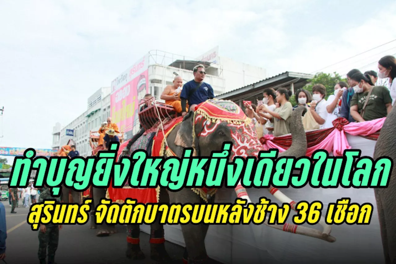 สุรินทร์ ทำบุญยิ่งใหญ่หนึ่งเดียวในโลก พระสงฆ์ สามเณร 36 รูป นั่งรับบิณฑบาตรบนหลังช้าง 36 เชือก