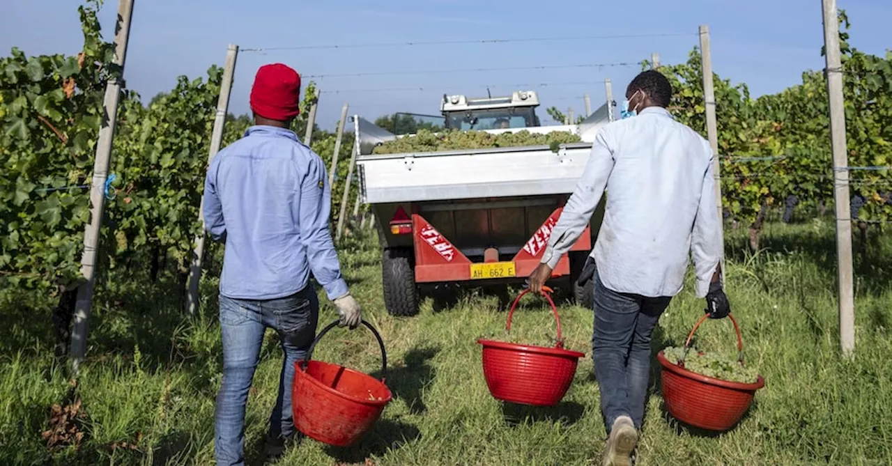 Dalla lotta al caporalato alla Cigs, nel decreto Agricoltura entra un mini pacchetto lavoro