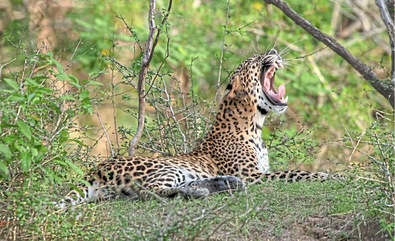 Leopards of Yala: Photographic pilgrimage into Sri Lanka’s wild heart