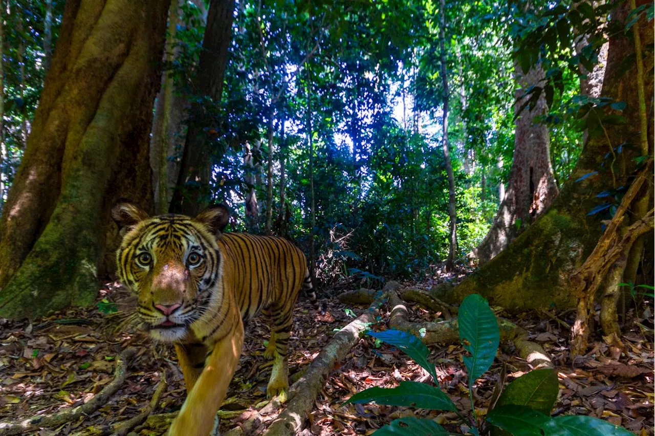 Lifeline for Malayan tigers: A project aims to increase the feline's population