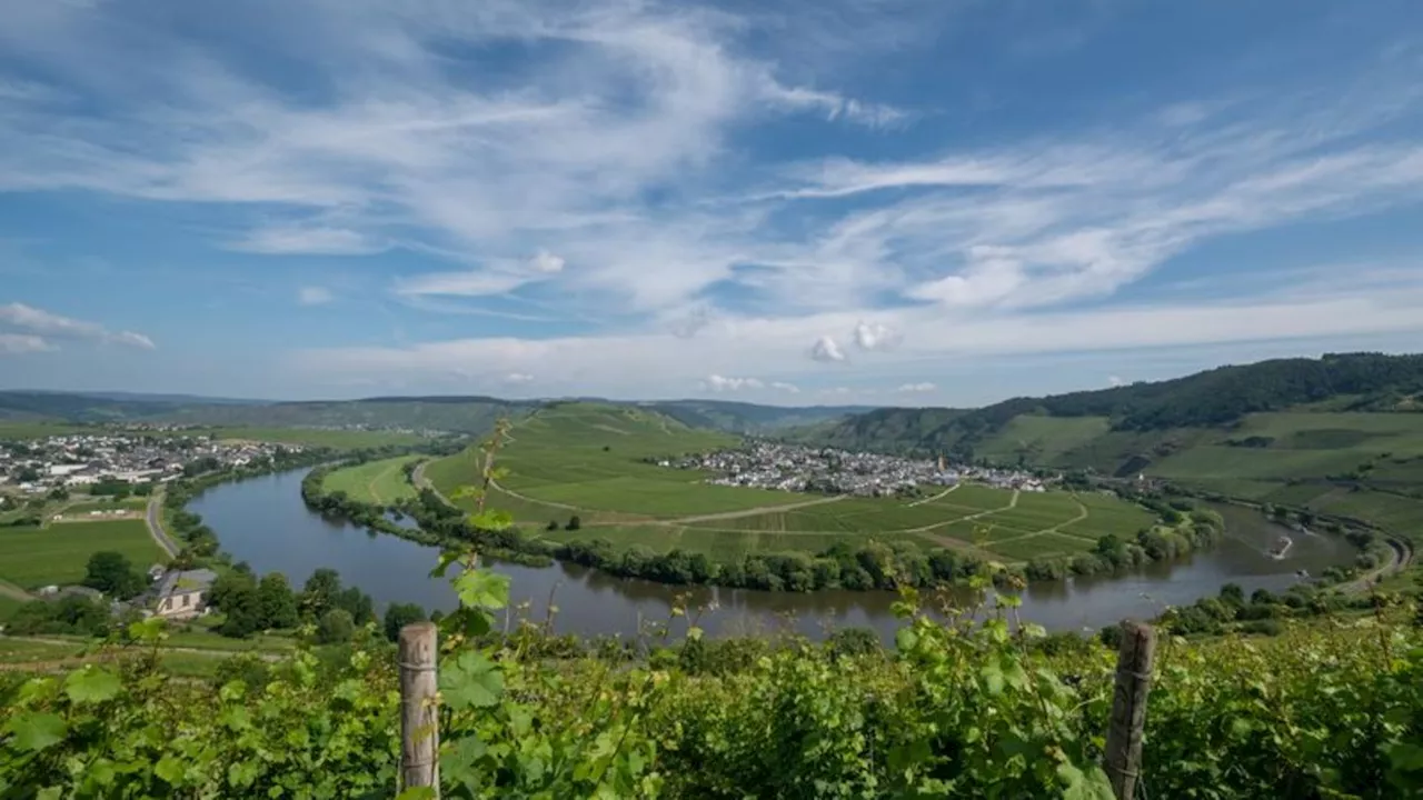 Unfall über dem Weinberg: Drohne beschädigt Stromleitung und stürzt in Weinberg