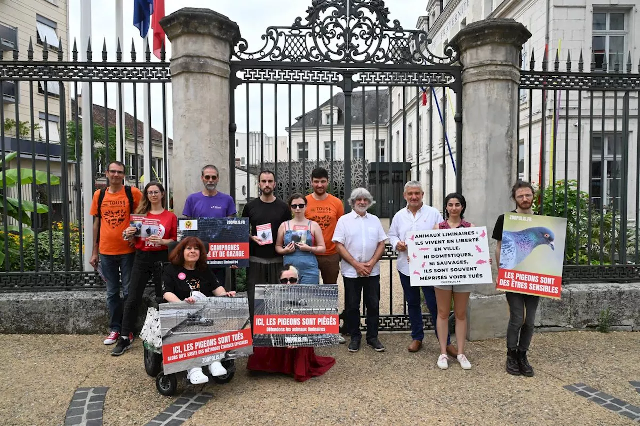 Cette association exige de la Ville de Périgueux l’arrêt des captures de pigeons