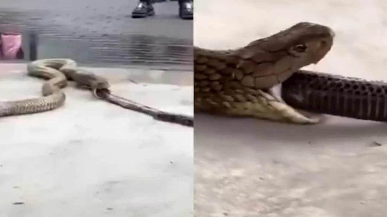 Python Vs Snake: బాప్ రే.. మింగేసిన మరో పామును బైటకు వదిలిన కొండ చిలువ.. షాకింగ్ వీడియో వైరల్..