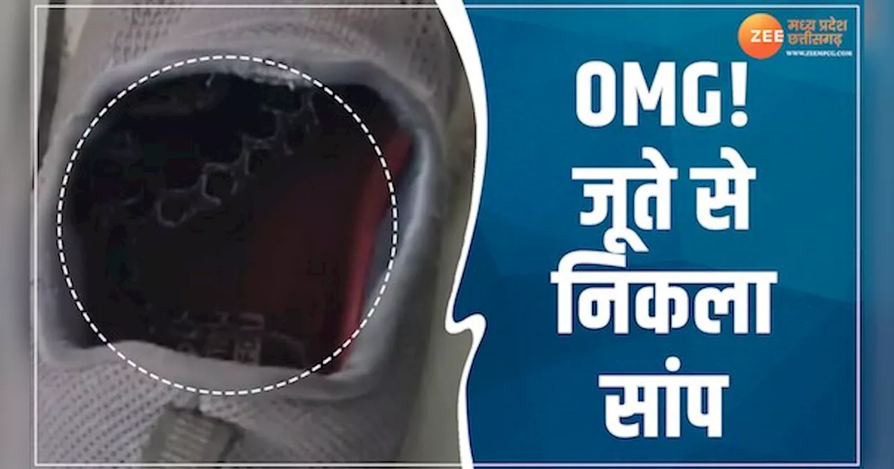 Ujjain Video: जूते में छिपा बैठा था रसेल वाइपर सांप, देखें रोंगटे खड़े कर देने वाला वीडियो