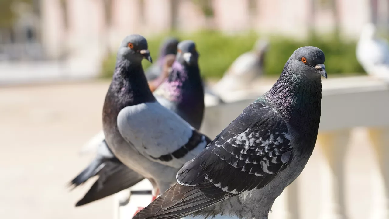 Los vecinos de Carabanchel se quejan de los efectos de las palomas en los aires acondicionados