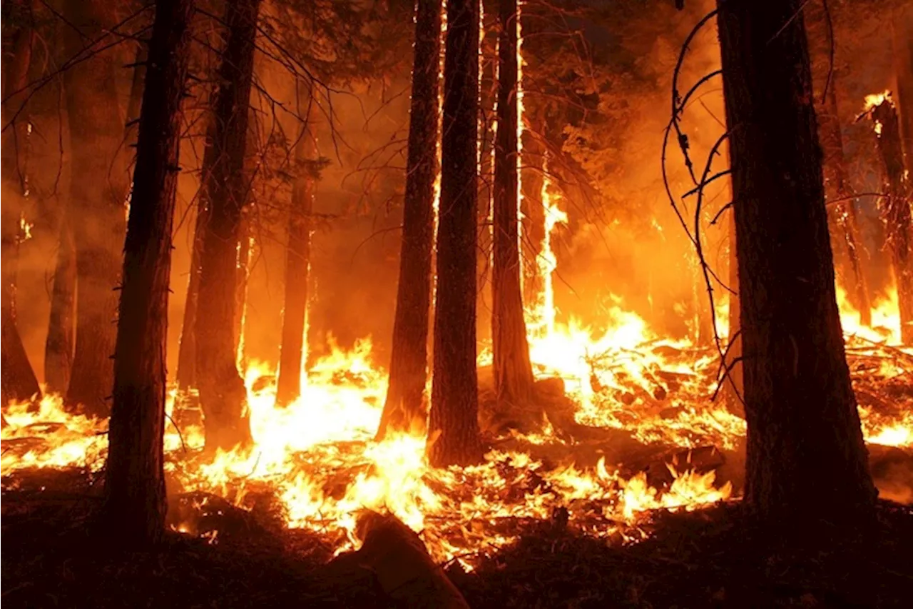 Misurato il legame tra il clima e la portata degli incendi boschivi