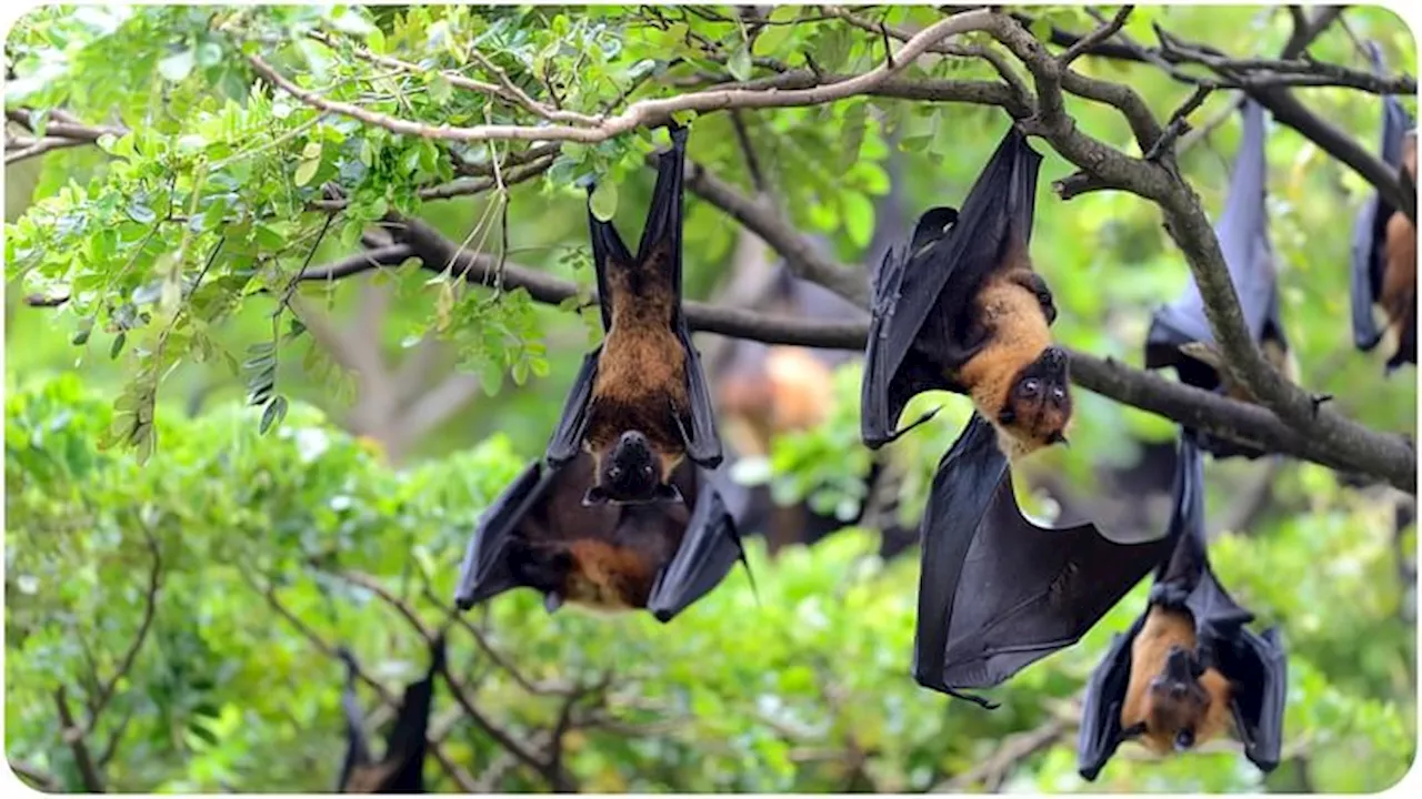 Nipah Virus: केरल में फिर से निपाह की दस्तक, मृत्युदर 70% से अधिक; जानिए इसके लक्षण और बचाव के तरीके