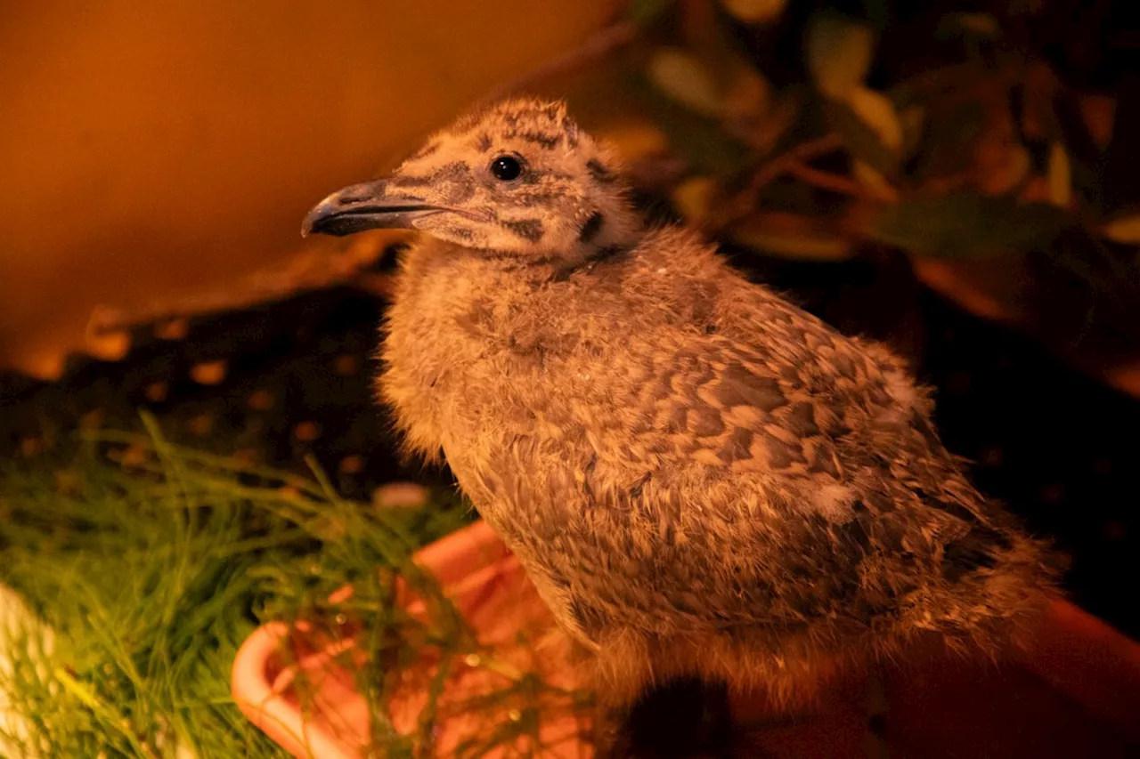 Provincewide heat wave takes toll on local wildlife