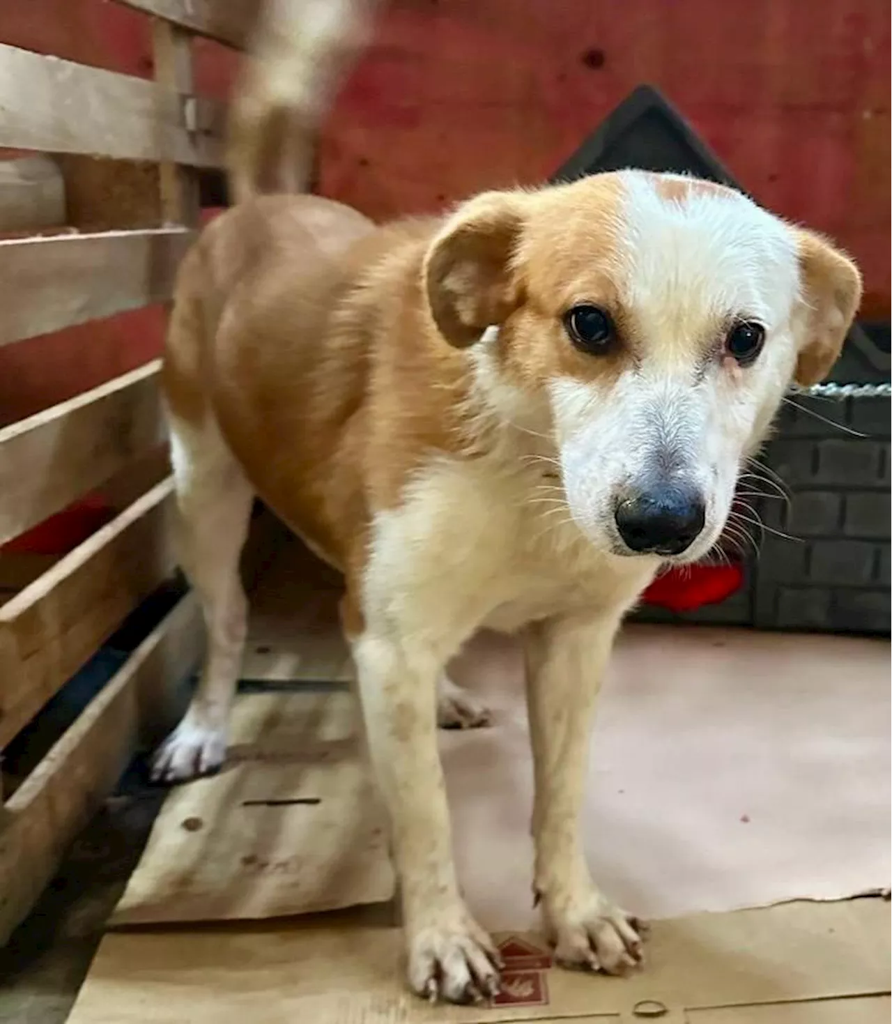 Cachorros resgatados no Rio Grande do Sul são adotados no Rio de Janeiro