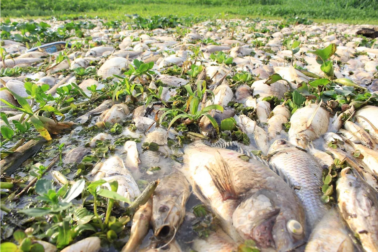 Peixes mortos no Rio Piracicaba começam a ser retirados pela Defesa Civil