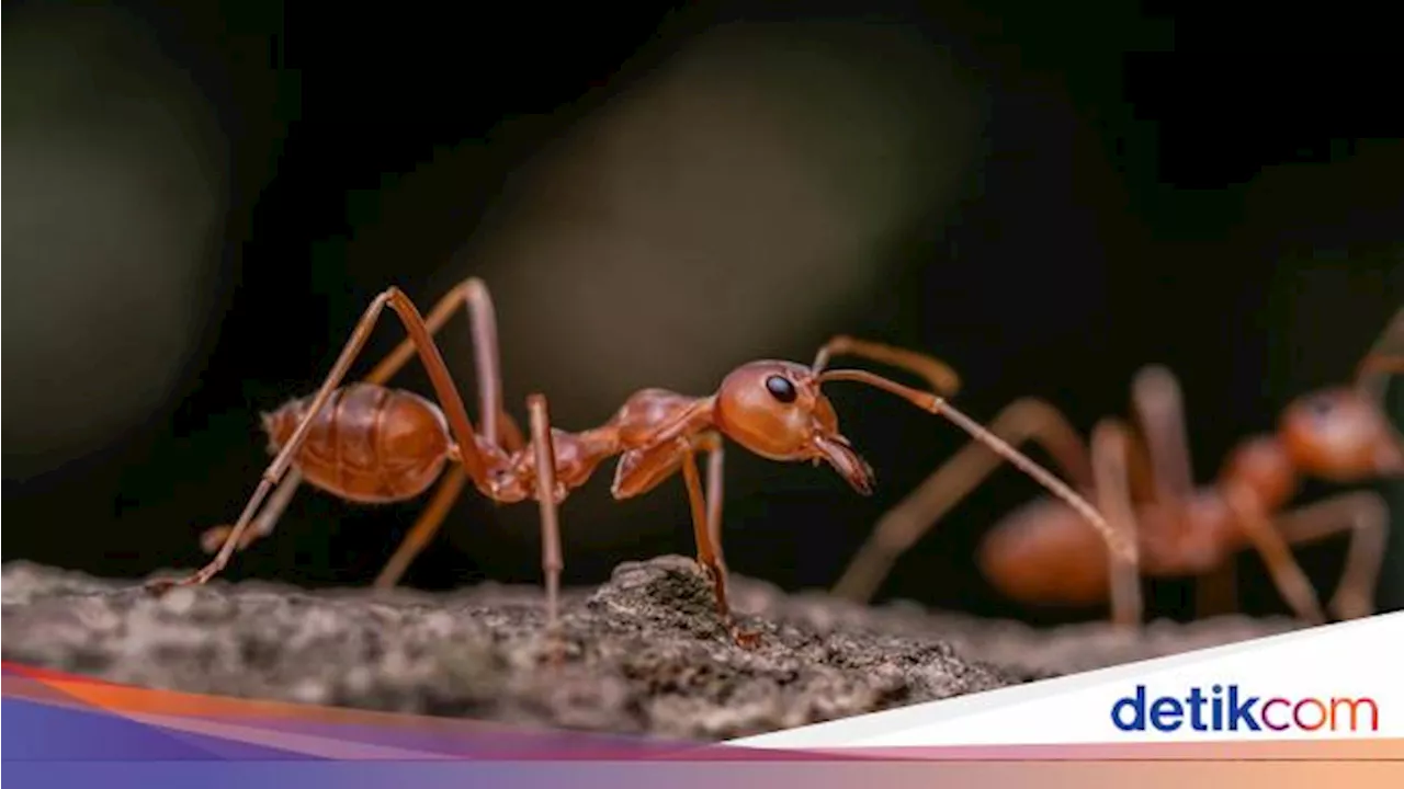 Nabi Sulaiman AS Bisa Bahasa Semut, Dijelaskan dalam Surah An-Naml Ayat 18-19