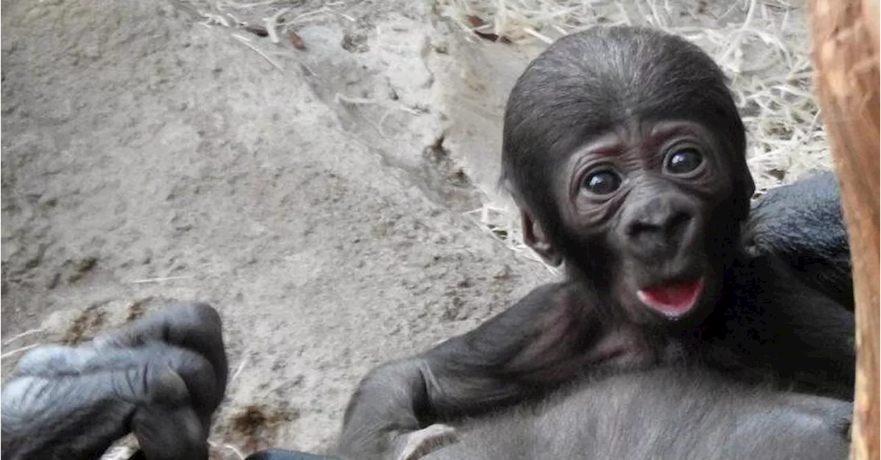 Österreichs erstes Gorilla-Baby für Besucher im Zoo Schmiding bereit