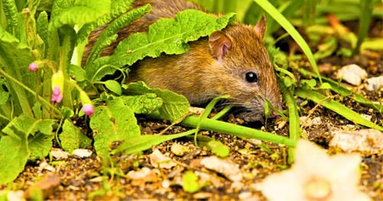 Gardeners keep rats away with 'brilliant' kitchen item