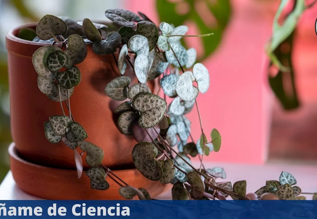 La forma y frecuencia correcta de regar la planta collar de corazones para que crezca rápido