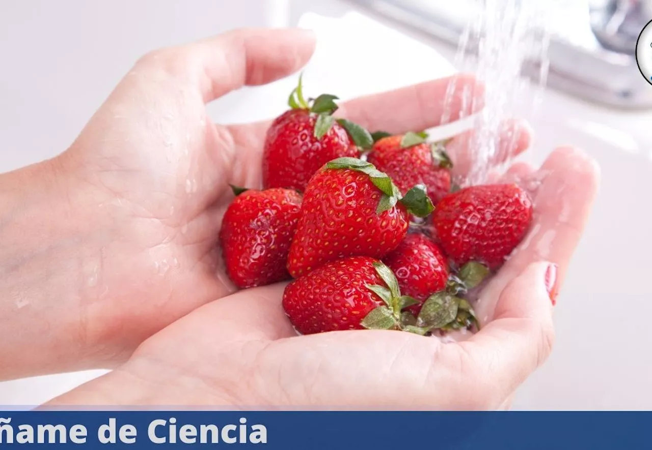 Trucazo infalible para guardar y conservar las fresas todo el año